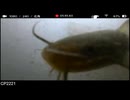 2024/10/25 【水中実況#U012】メインカメラ復活！　（こちらは全体表示）【金曜定期便】