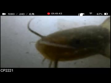 2024/10/25 【水中実況#U012】メインカメラ復活！　（こちらは全体表示）【金曜定期便】