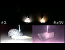 2024/10/10 【秋の虫捕食ライブ】ナスとキュウリ どっちが好き？【虫を食べるわけではないｗ】