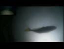 2024/10/11 【水中実況#UC011】海で俯瞰カメラ実験　（こちらは俯瞰メイン）【金曜定期便】