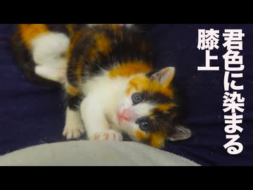 ミケトラ幼猫4匹、膝上を3色に染め上げる