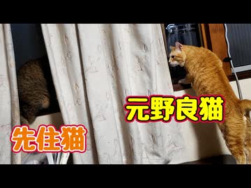 不思議そうに先住猫 見る 【元野良猫】