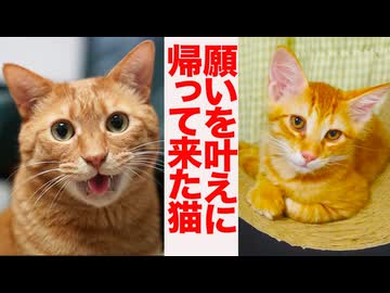 毛皮を着替えたベテラン子猫、願いを叶える