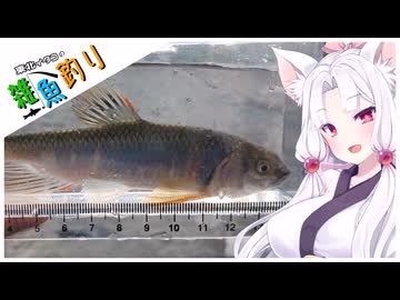 【VOICEROIDフィッシング】東北イタコの雑魚釣り７