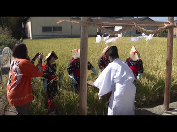 宮中行事｢新嘗祭｣に献上する福岡県産米｢元気つくし｣を刈り取り　福岡県大川市で