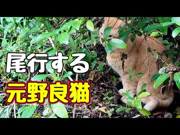 先住猫 尾行する【元野良猫】