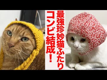 最強猫型珍獣2匹、コンビを結成する