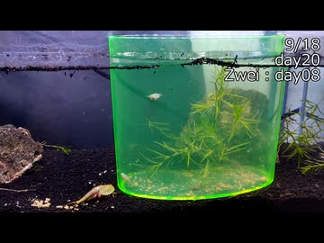 久々にカブトエビを飼う動画　その３