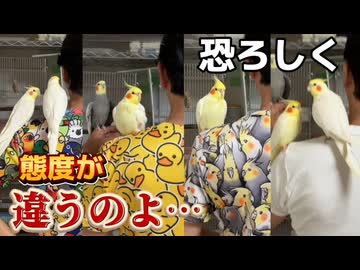 【爆笑】父のド派手な柄シャツにドン引きｗインコ4羽が見せた正直すぎる反応の差に脳溶ける #父の柄シャツにドン引き