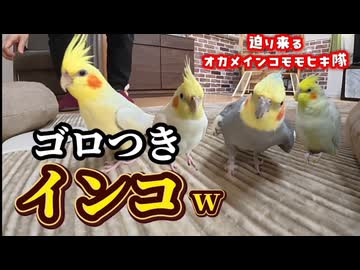 迫り来るオカメインコモモヒキ隊‼️ついにゴロつきインコ化？ #モモヒキギャング