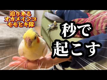 迫り来るオカメインコのモモヒキ隊‼️お母ちゃんの昼寝は秒で阻止されるｗ #お昼寝ポリス