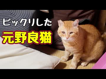 刺激が強すぎた様です…【元野良猫】