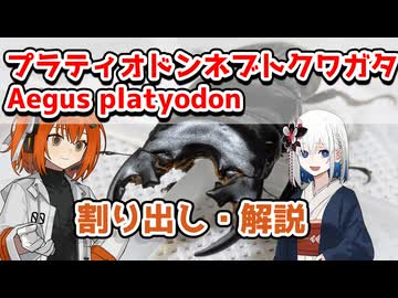 【VOICEROID解説】プラティオドンネブトクワガタ　割り出し・解説