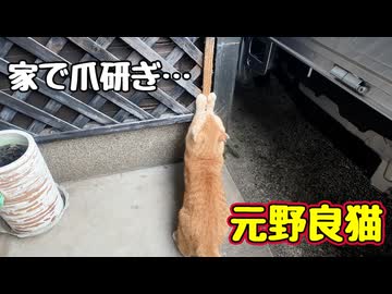 ついて来られるのは イヤな【元野良猫】