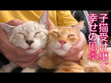次世代の子猫姉弟、受け継ぐ幸せの風景