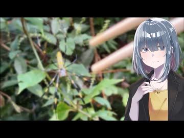 「クモ」