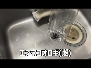 コオロギを揚げて食べる