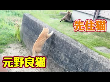 どうしても一緒に遊びたい【元野良猫】