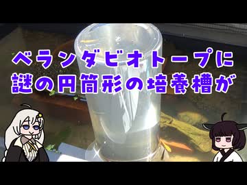 ベランダビオトープに謎の培養槽が出現しました
