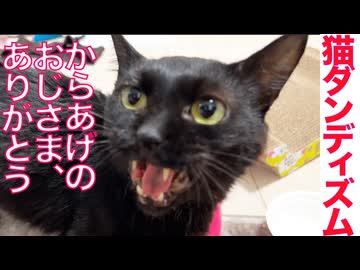 からあげ猫、メス猫に猫ダンディズムを見せる