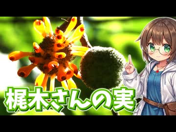 奇妙な梶木さんの実を採って食べる！【カジノキ】