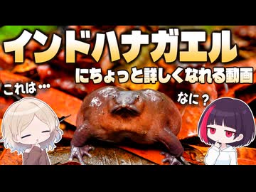 インドハナガエルにちょっと詳しくなる動画