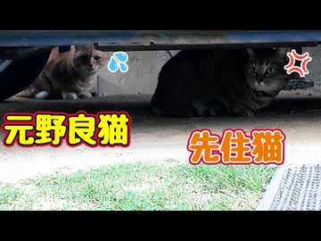 怒りの先住猫　困惑の【元野良猫】