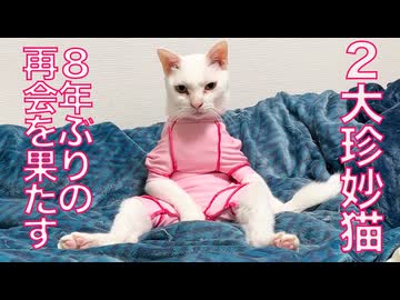 からあげ猫、ウチューネコと運命の再会