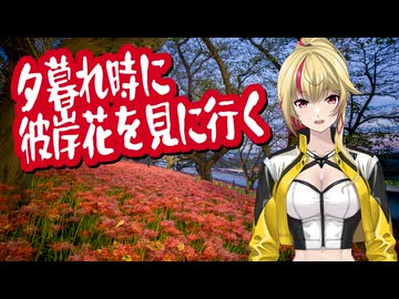 夕暮れ時に彼岸花を見に行く