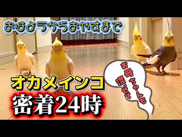 オカメインコだらけ！朝から晩まで密着24時‼️走る、群がる、ぷりんぷりん❤️ #インコ密着24時