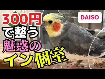 【Daiso】300円で透明な豪邸？ダイソー商品でおやつコーナーをDIYしたらインコたちが爆速で順応したｗ #ダイソー豪邸