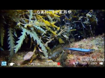2026/09/25 【水中カメラ実況#U113】いつもの能登の海にて　今日はできそう・・・だが　水温24℃【金曜定期便】
