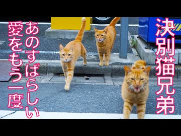 野良猫ドラマ最終章、あの素晴らしい愛をもう一度