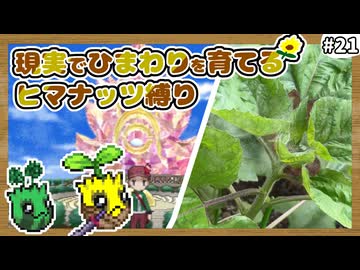 【ポケモンXY】ヒマナッツがひんしになったら『現実で向日葵を育てる縛り』（Part㉑）