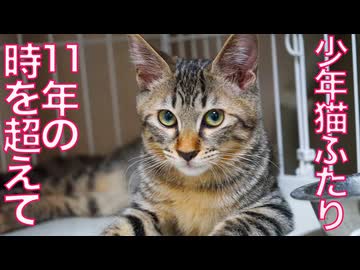 ふたりの少年猫、11年の時をこえて