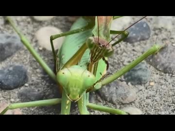 9月のいつもの生き物　その2