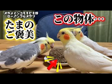 【やみつきローアングル】豆苗よりこっち！？オカメインコたちが狂喜乱舞する“アレ”の正体とは… #インコ沼