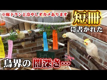 【鳥界の闇深さ】短冊の願いと、モモヒキ全開廊下ラン。そして極上のハチリーン（はちの風鈴）達の世界へ #オカメ界の七夕
