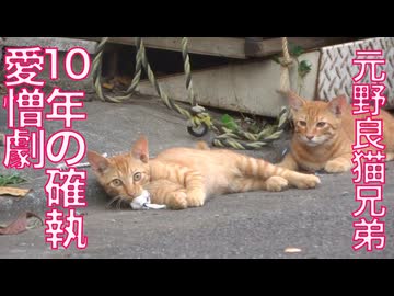 野良猫愛憎劇、10年後の兄弟決裂