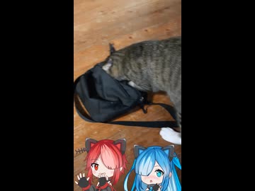 ガサガサ猫とアルとビィ【ソフトウェアトーク劇場】