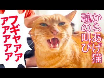猫型からあげ、耐久爆音フギャーになる