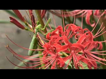 9月のいつもの生き物　その4