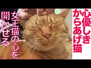 心優しきからあげ猫、女王猫の心を開く