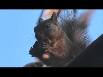 9月のいつもの生き物　その5