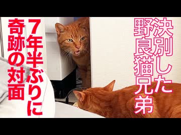 野良猫兄弟、決別の後に7年半ぶりの対面…