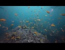2026年堂ヶ島、ハナダイの群れ