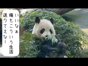 【ニコ生】だるまくんが台湾旅行でパンダを初めて見る