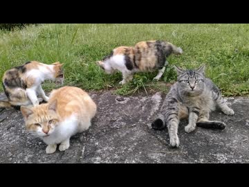 【ドキュメント！】猫が「日本の明日（未来）」を変える