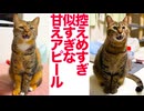 優しすぎる姉猫、控えめすぎるアピールをする