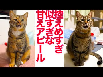 優しすぎる姉猫、控えめすぎるアピールをする